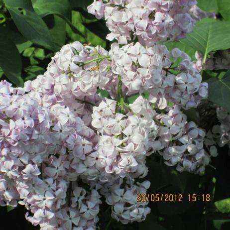 Сирень обыкновенная "Гортензия" (Syringa vulgaris Gortenziya)