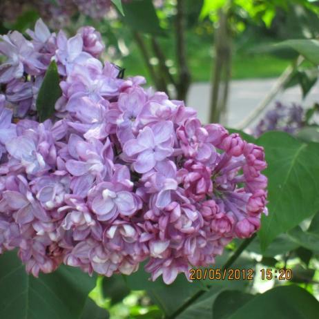 Сирень обыкновенная "Память о Вехове" (Syringa vulgaris Pamyat' о Vekhove)