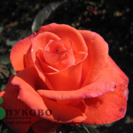 Rose Lady Rose
