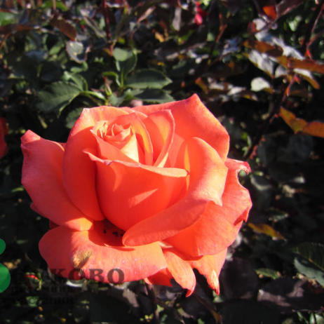 Rose Леди Роуз 