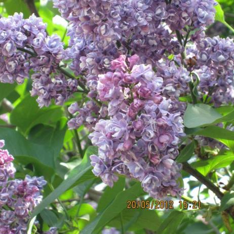 Сирень обыкновенная "Леонид Колесников" (Syringa vulgaris Leonid Kolesnikov)