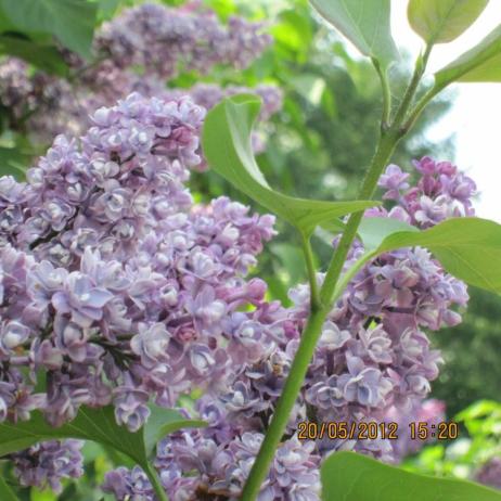 Сирень обыкновенная "Леонид Колесников" (Syringa vulgaris Leonid Kolesnikov)