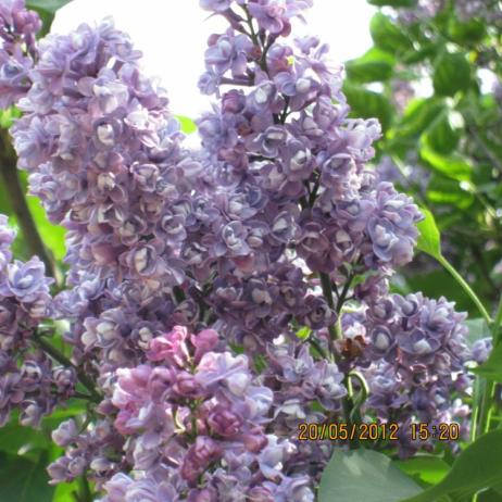 Сирень обыкновенная "Леонид Колесников" (Syringa vulgaris Leonid Kolesnikov)