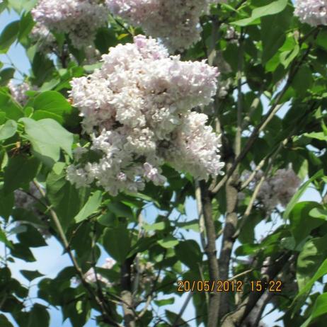 Сирень обыкновенная "Маршал Василевский" (Syringa vulgaris Marshal Vasilevsky)