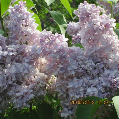 Сирень обыкновенная "Маршал Василевский" (Syringa vulgaris Marshal Vasilevsky)