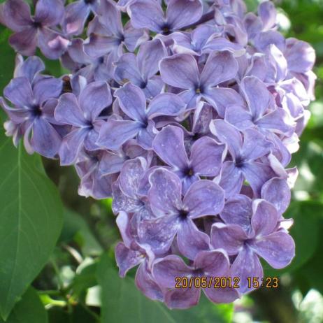 Сирень обыкновенная "Сумерки" (Syringa vulgaris Sumerki)