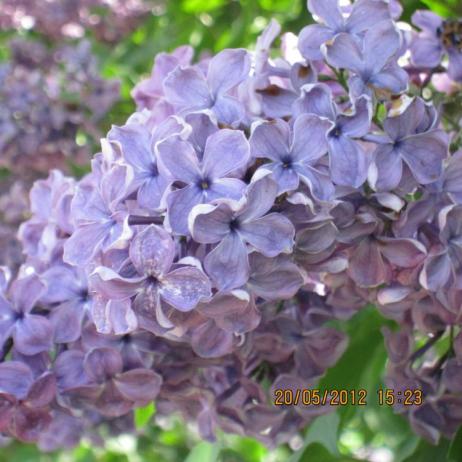 Сирень обыкновенная "Сумерки" (Syringa vulgaris Sumerki)