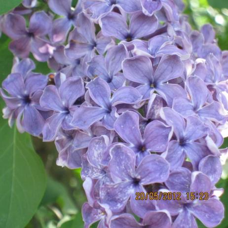 Сирень обыкновенная "Сумерки" (Syringa vulgaris Sumerki)