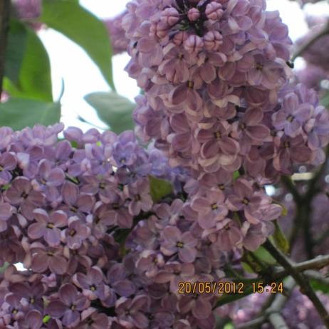 Сирень обыкновенная "Леонид Леонов" (Syringa vulgaris Leonid Leonov)