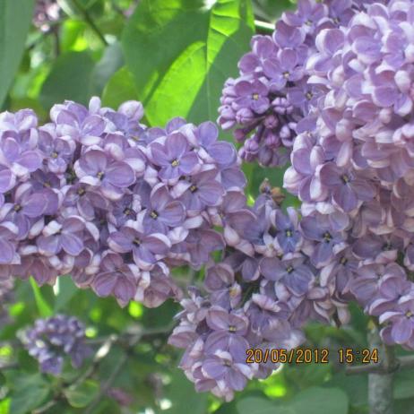 Сирень обыкновенная "Леонид Леонов" (Syringa vulgaris Leonid Leonov)