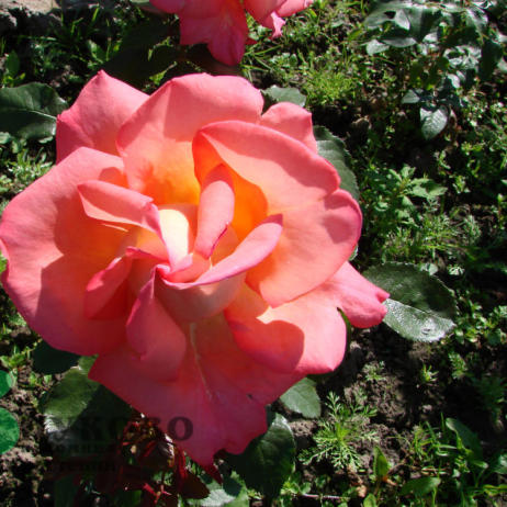 Rose Die Welt