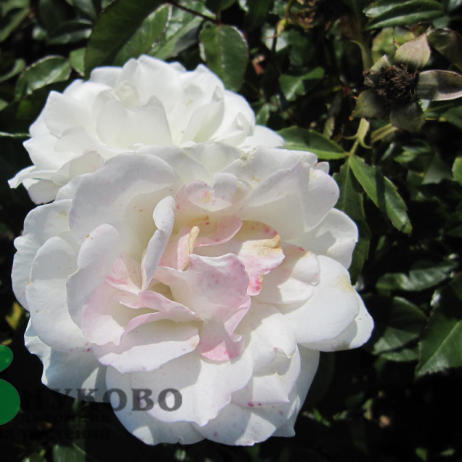 Rose Iceberg