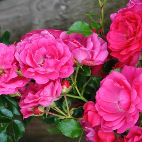 Роза (Rose Flower Carpet)