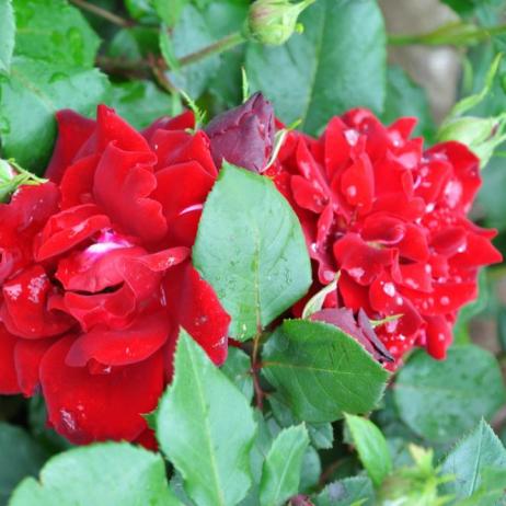 Роза "Хэппи Уандер" (Rose Happy Wanderer)