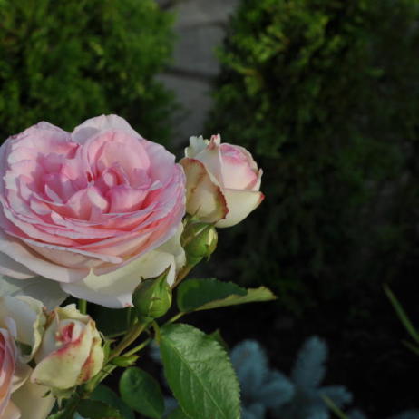 rose Eden Rose