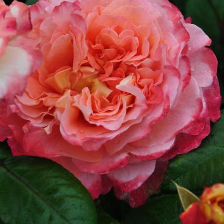 Роза "Акварель"(Rose Aguarell)