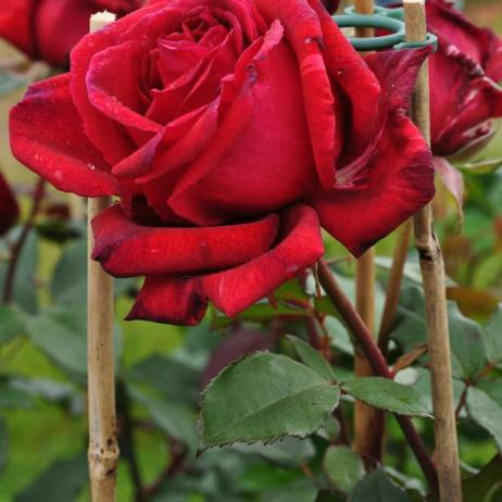 Роза "Вельвет Фрагранс" (Rose Velvet Fragrance)