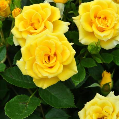 Роза "Флауэр Пауэр Голд" (Rose Flower Power Gold)