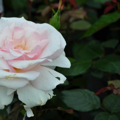 Роза "Вайтэ Шейд ов Пэйл" (Rose Whiter Shade Of Pale) 