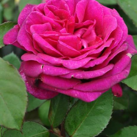 Роза "Блэкберри Хиппи" (Rose Blackberry Nip)