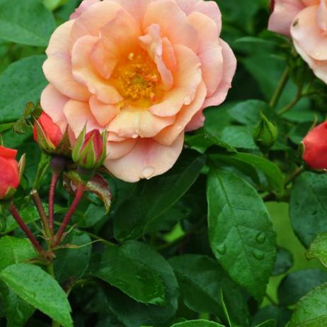 Роза "Априкола" (Rose Aprikola)