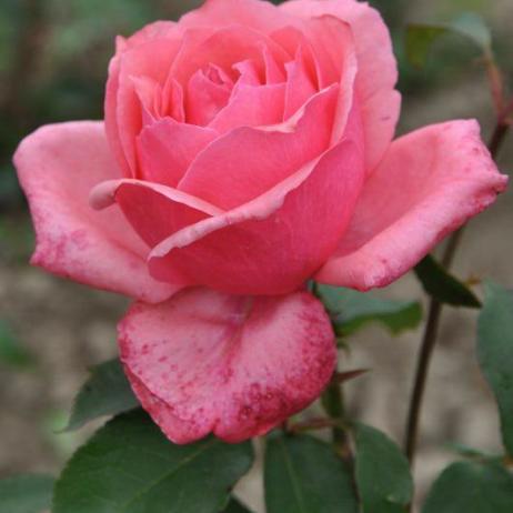 Rose Bel Ange