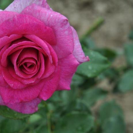Роза "Виолетта"