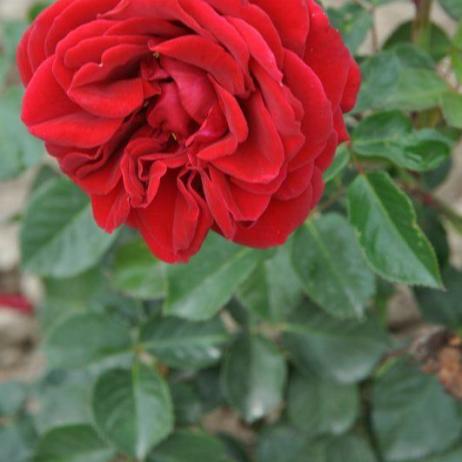 Rose  Paul's Scarlet