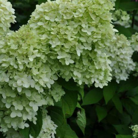 Hydrangea paniculata Limelight