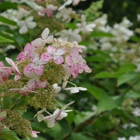 Hudrangea paniculata Brussele Lace