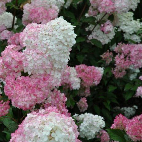 Hydrangea paniculata " Renhy" VANILLE FRAISE