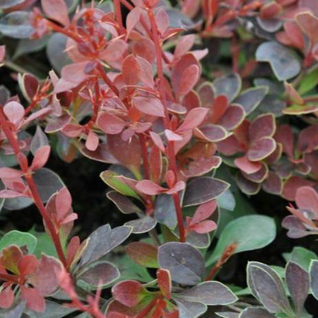 Berberis thunbergii Red Carpet