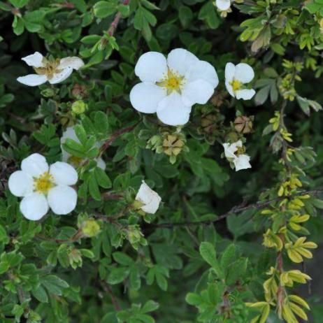 Лапчатка кустарниковая "Абботсвуд" (Potentilla fruticosa Abbotswood)