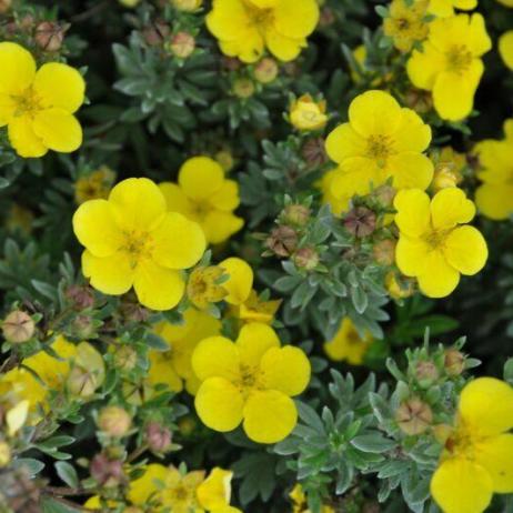 Лапчатка кустарниковая "Соммерфлор" (Potentilla fruticosa Sommerflor)