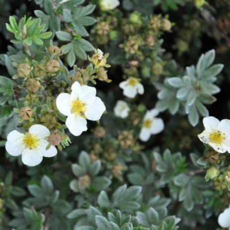 Лапчатка кустарниковая "Тилфорд Крим" (Potentilla fruticosa Tilford Cream)