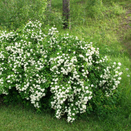 Спирея дубравколистная (Spiraea chamaedryfolia)