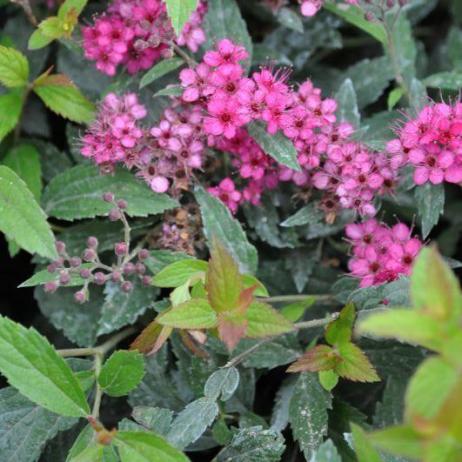 Спирея японская "Антони Ватерери Сапхо" (Spiraea japonica Anthony Waterer Sapho)