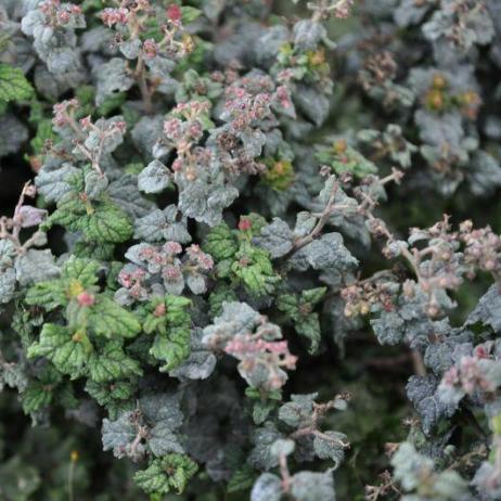 Spiraea japonica Bullata
