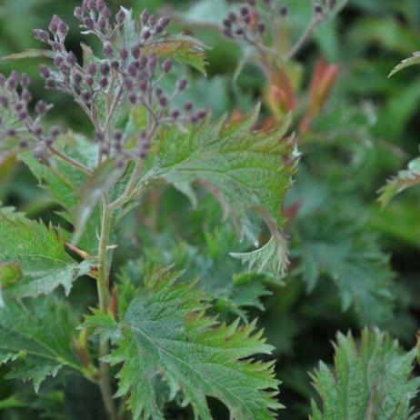 Спирея японская "Криспа" (Spiraea japonica Crispa)