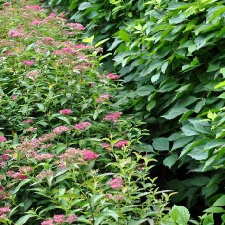 Спирея японская "Дартс Ред" (Spiraea japonica Darts Red)