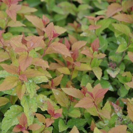 Спирея японская "Фаерлайт" (Spiraea japonica Firelight)