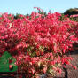 Бересклет крылатый (Euonymus alatus)