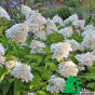 Гортензия метельчатая "Грандифлора" (Hydrangea paniculata Grandiflora)