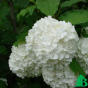 Калина обыкновенная "Розеум" (Viburnum opulus Roseum)