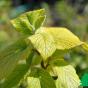 Калина гордовина "Аурея" (Viburnum lantana Aureum)