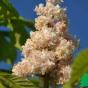 Каштан конский махровоцветковый "Баумани" (Aesculus hippocastanum Baumannii)