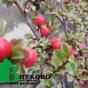 Кизильник горизонтальный (Cotoneaster horizontalis)