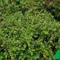 Кизильник горизонтальный "Боер" (Cotoneaster horizontalis Boer)