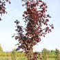 Клен остролистный "Роял Ред" (Acer platanoides Royal Red)