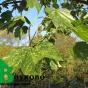 Клен явор "Леопольди" (Acer pseudoplatanus Leopoldii)